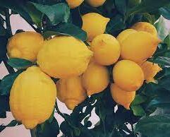 Limones sin agroquímicos (1 kg) Francisca Navarro E.