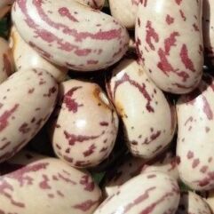 Poroto cimarrón (1 kg) Frutos de Curipeumo