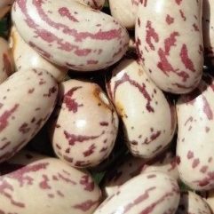Poroto cimarrón (1 kg) Frutos de Curipeumo